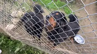 Pride Of Himalaya Bhotia Dogs