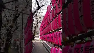 Japanese paper lanterns&hellip;.
