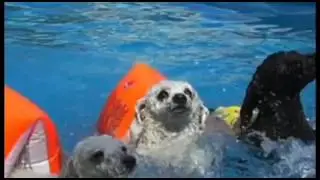 verano perruno optimanova