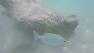 Underwater Action from Horseshoe Bay, Bermuda! 🌊🤿