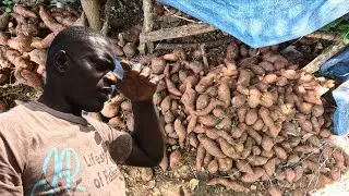 Buyer rejected over 400 lb of good sweet potato farmer always get the less