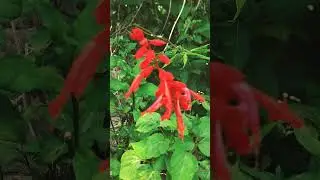 Beautiful 21 Different colour of flowers #Short#flower#beauty