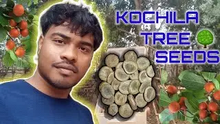 Kochila Tree 🌳 Fruit Seed || Kochila Fall Ka Beej #kochila #seeds