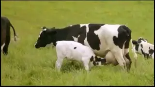 Hatsun Curd TVC - From Nature at its Purest (By Iris Films, Ad Film Maker Chennai)