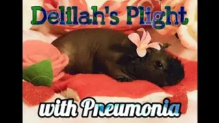 Delia's Transition. Caring for a #Skinny Pig or #GuineaPigwithPneumonia (is in the description)