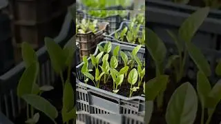 পালং পাতলা ও ফিকে? চুন পানি দিয়ে ঘন সবুজ করুন! 🥬🌱#homegardening #urbanfarming