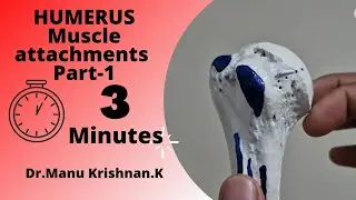 Humerus Muscle attachments(Part-1): upper end and shaft(upper and middle 1/3rd)