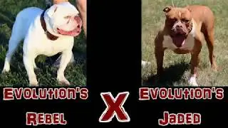 Evolution Bulldogges - Puppies from Rebel x Jaded