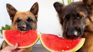 My German Shepherds&rsquo; Watermelon Eating Contest! 🍉🐶 Who Wins?!