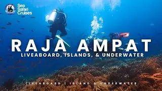 Luxurious Raja Ampat with Sea Safari 8 - Sea Safari Cruises