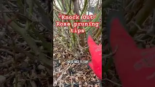 &lsquo;Knock Out&rsquo; Rose pruning tips.    Spring is a great time to cut back your roses! #rose #pruning