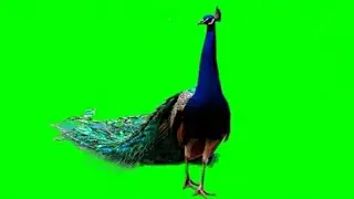 Video Background Effect Green Screen, Green screen video, peacock video green screen