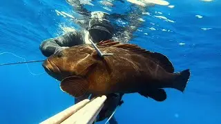 Merou a la coul&eacute;..chasse sous marine en algerie 
