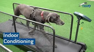 Dog Exercise at Tier 1 Veterinary Medical Center