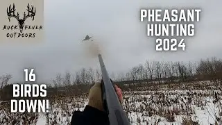 PHEASANT HUNTING Wisconsin | 20 Bird Hunt w/ 2 Dogs