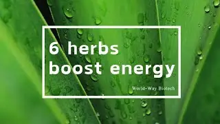 6 herbs that boost energy and mood, how many do you know?