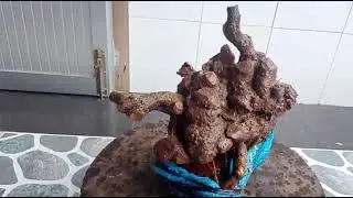 M403 gl lưỡi nai 100k LH 0707713797 Khương bonsai 