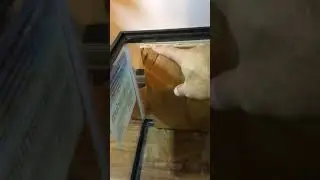 Building an Observation Hive (BeeQuarium) v2.0