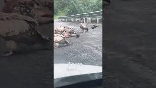 They have woken up&hellip;.beware# nature # danger # lonely road 😎🥸 #viral #shorts
