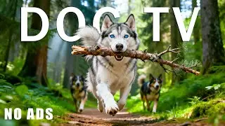 Dog TV 🐶 Calming Music for Dogs Home Alone | Relaxing Music for Dogs & Dog Sleep Music