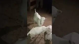 Pure Pink and White eyes teddy goats| Teddy goats farming #goatfarm #pets #bakra #goats#viralshorts