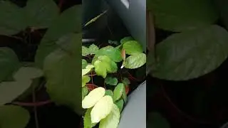 daun emas, sireh emas, bauhinia aurefolia #daunemas #daunmas #sirehemas  #bauhiniaaurefolia