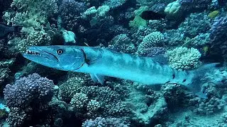 Great barracuda (Sphyraena barracuda) in 4K