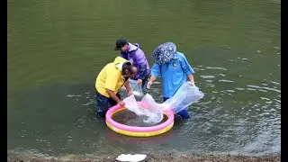Koi Care Hoekschewaard deel 6 van de koi hunt in oktober 2025. Vandaag weer veel mooie koi gezien.