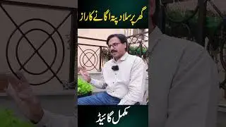 Secret to grow &ldquo;LETTUCE&rdquo; successfully at home. || Gardening With Javed Iqbal