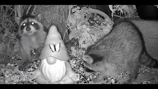 The Bird Perch Live - Nighttime Critter Cam in Michigan - 12/20/2025