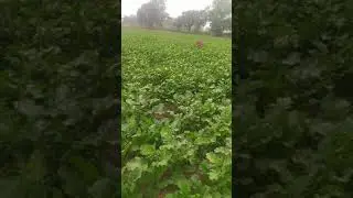 green grass khet 🤑🤑🤑🤑fasal online form👆👆 beautiful
