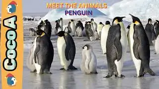 Meet the Animals || The Cool Birds of the Ice || Penguin 🐧🐧 ❄
