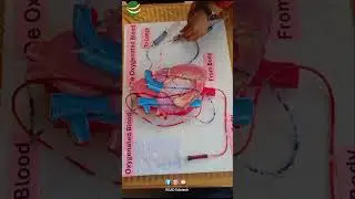 Working Model of the Human Heart-Easy Science Project#READEduTech
