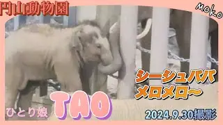 仲良し家族💗【タオ】にめろめろなパパ＆【シーシュ】の餌を奪う【パール】❣