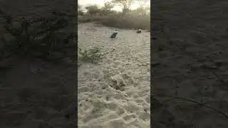 Peacocks grow faster.            #mythar #peacockdance #beautifulpeacocks