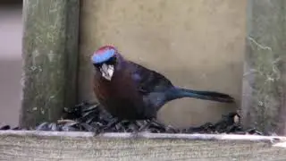 Varied Bunting in Pennsylvania