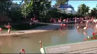 Flamingo&rsquo;s are Real, Pink flamingo&rsquo;s 🦩#shorts