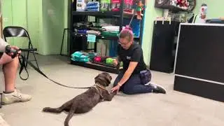 Woof! San Diego - Cooperative Care Dog Training Demo