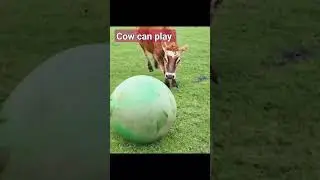Cow can play ball #cow #funny#animals #ball #asmr #wildlife