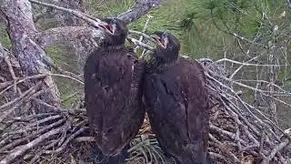 “Somewhere Out There”- Farewell Tribute to E10 & E11, Southwest Florida Eagles, SWFEC*SWFL Eagles