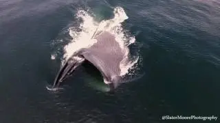 Blue Whale Lunge Feeding