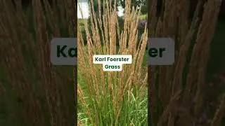 Karl Foerster Grass 🌾 Fast Growing Trees #landscaping #garden #ornamentalgrass