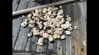 #40 Picking Shrimp of the Woods Mushrooms