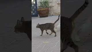 Meet the Trio: Tabby & Two White Cats in My Neighborhood 🎥