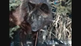 Loups noirs (dolce speranza)