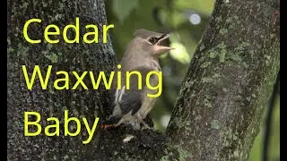 Baby Cedar Waxwing
