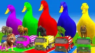 5 Giant Duck Cartoon,Cow,Elephant,Tiger,Dinosaur,Paint Wild Animals Crossing Fountain Animation c54