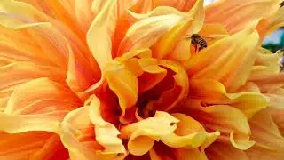 Noida flower show 2020