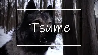 Tsume the Tamaskan (MyStories)
