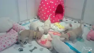Smooth (Short) Coat Chihuahua Puppies (Watermelon and Cottage Cheese!)